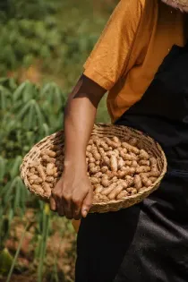 A farm worker carrying a harvested crop